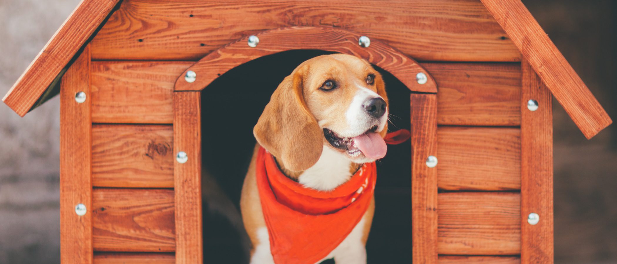 Pautas para escoger la caseta más adecuada para tu perro