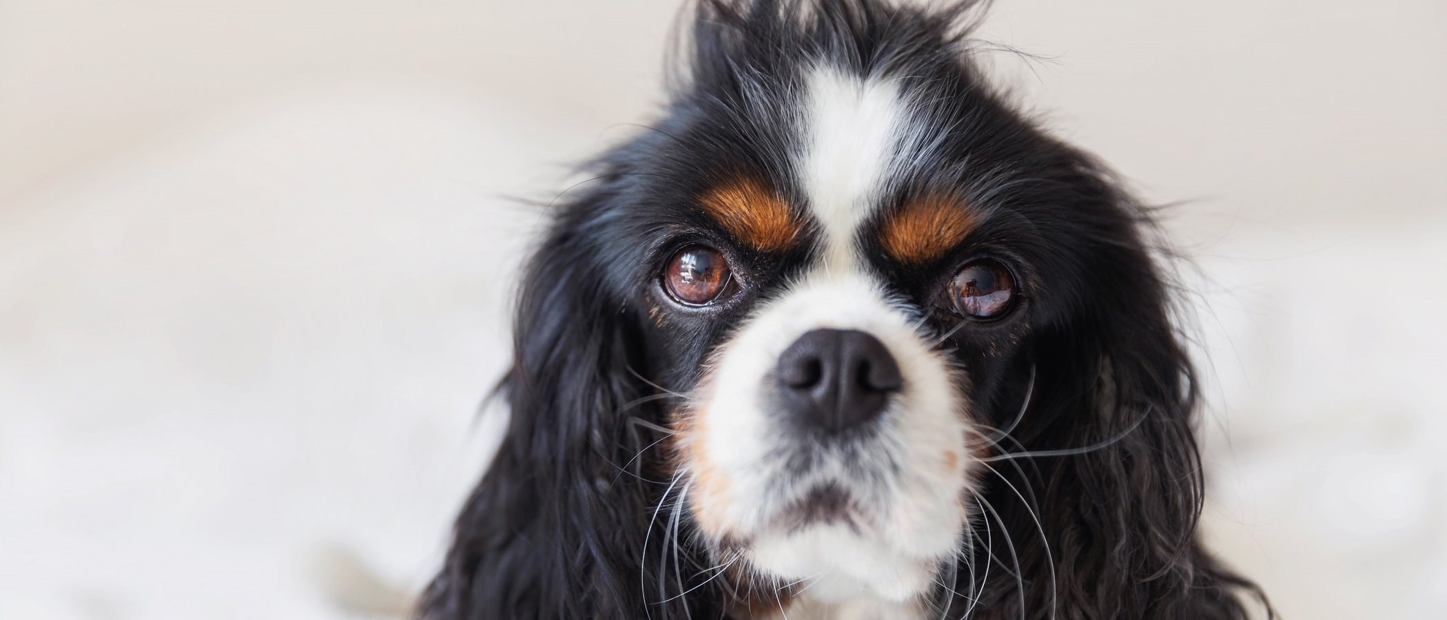 Consejos para desenredar el pelo mi perro