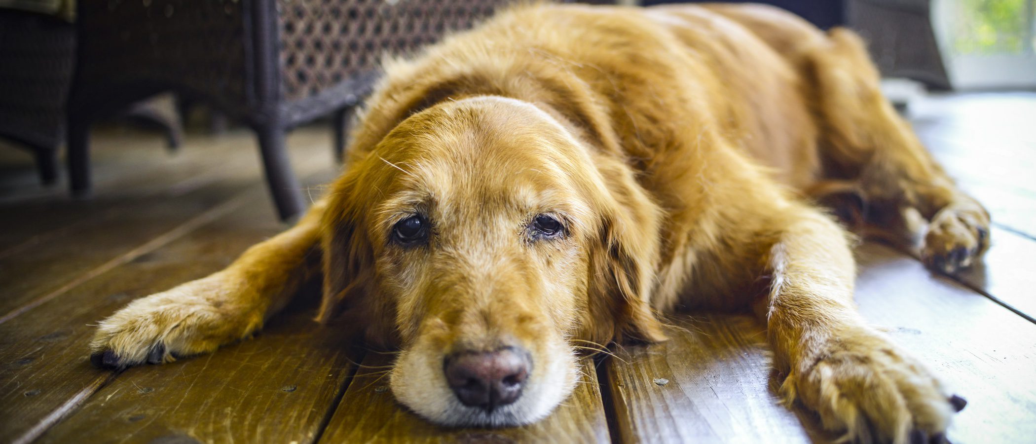Señales que nos muestran que nuestro perro está envejeciendo