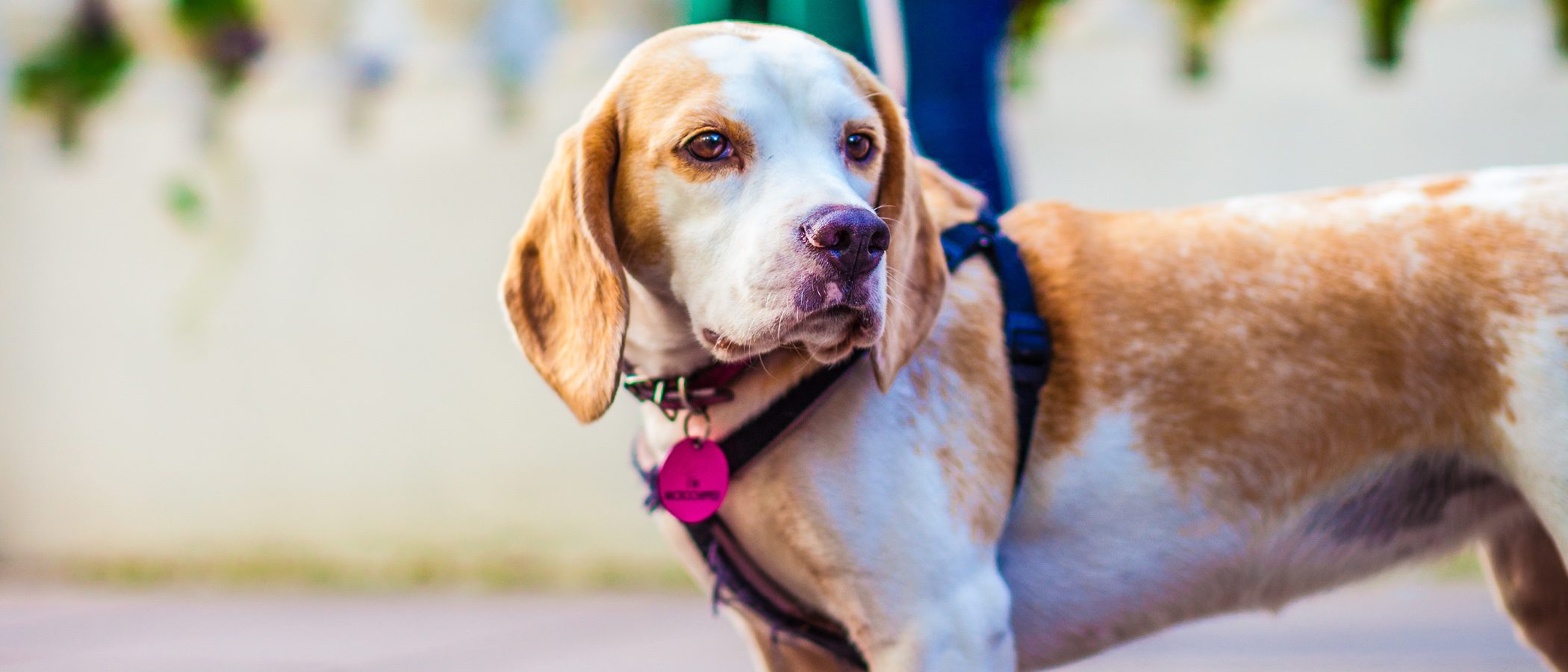 A mi perro no le gusta salir a pasear por la calle ¿A qué se puede deber?