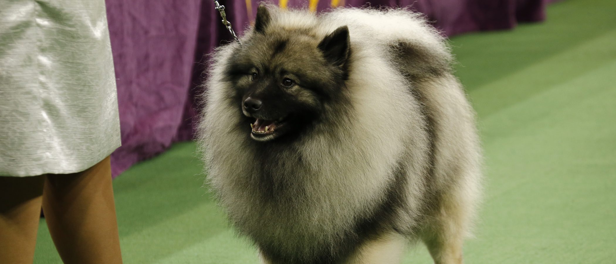Razas de perros: Keeshond