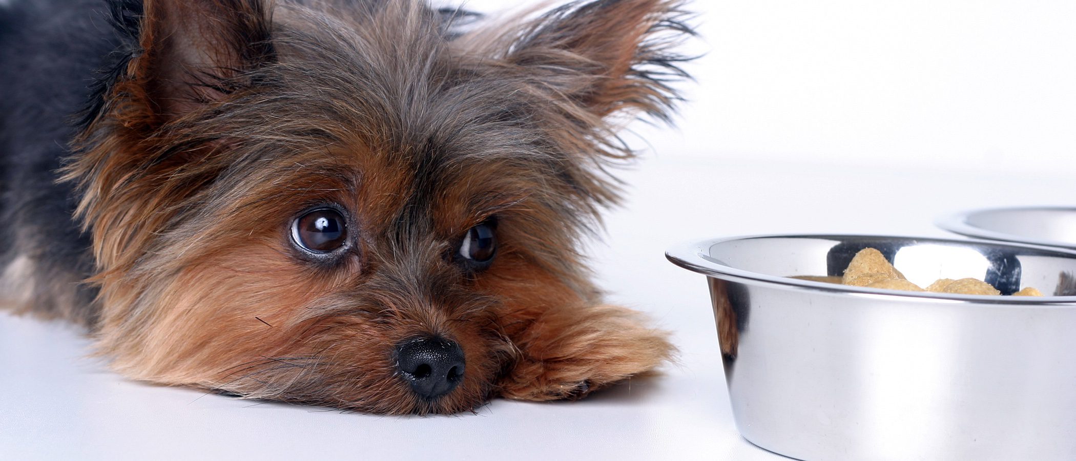 ¿Cómo puedo saber si mi perro tiene una alergia alimentaria?