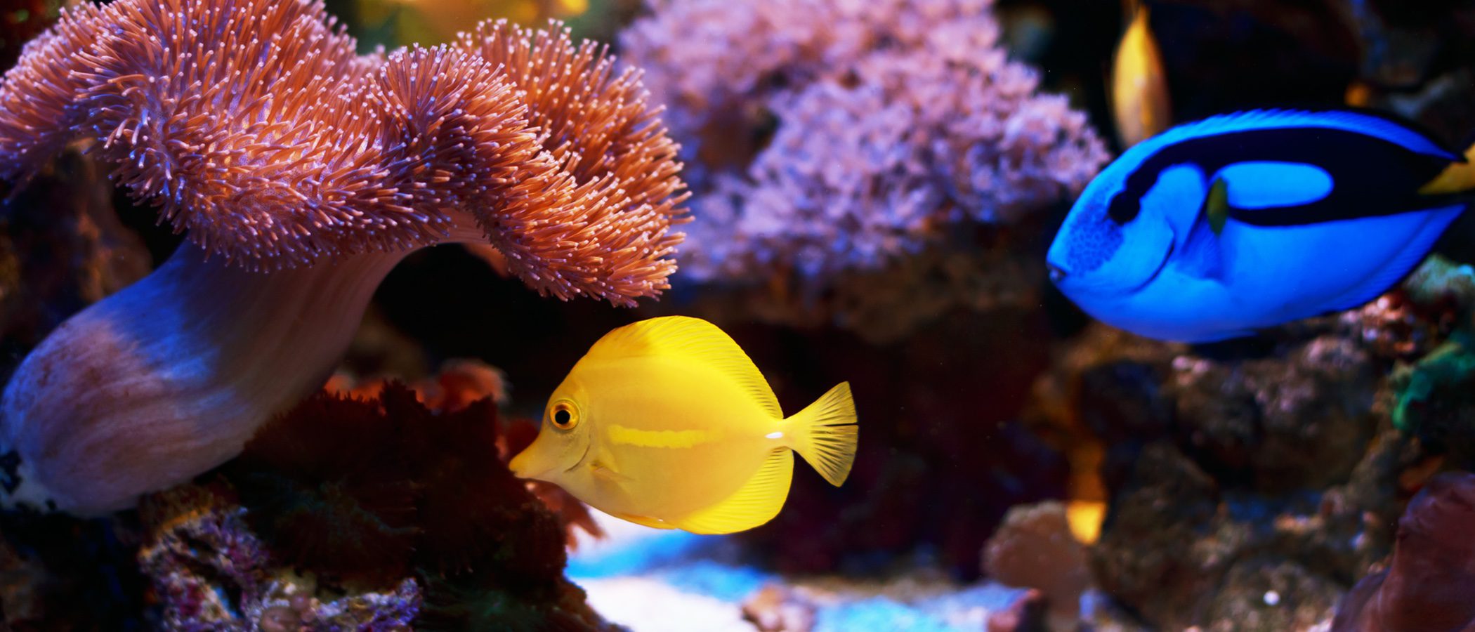 Los peces tropicales más fáciles de cuidar