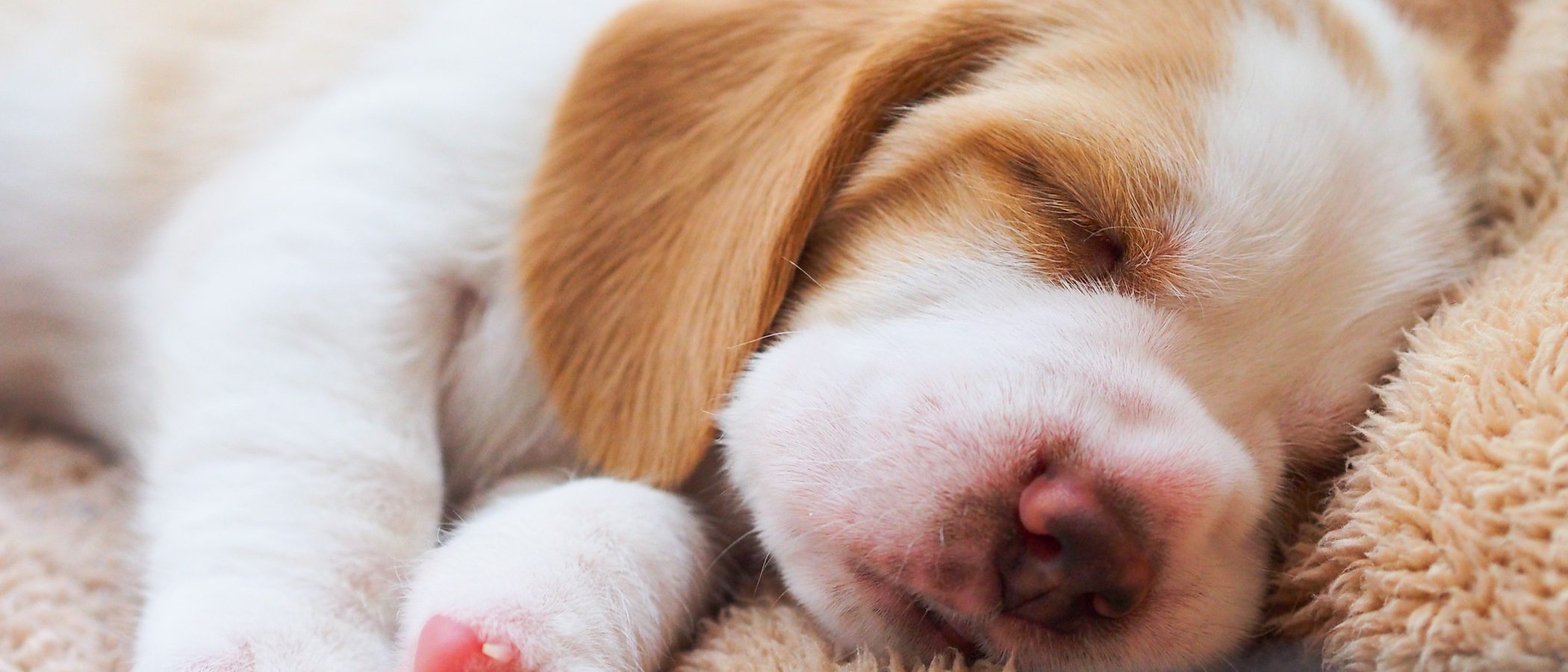 ¿Qué estancia del hogar es la más adecuada para que duerma mi perro?