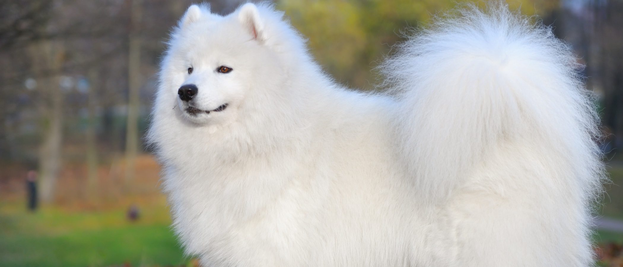 Cómo cuidar el pelo a un Samoyedo