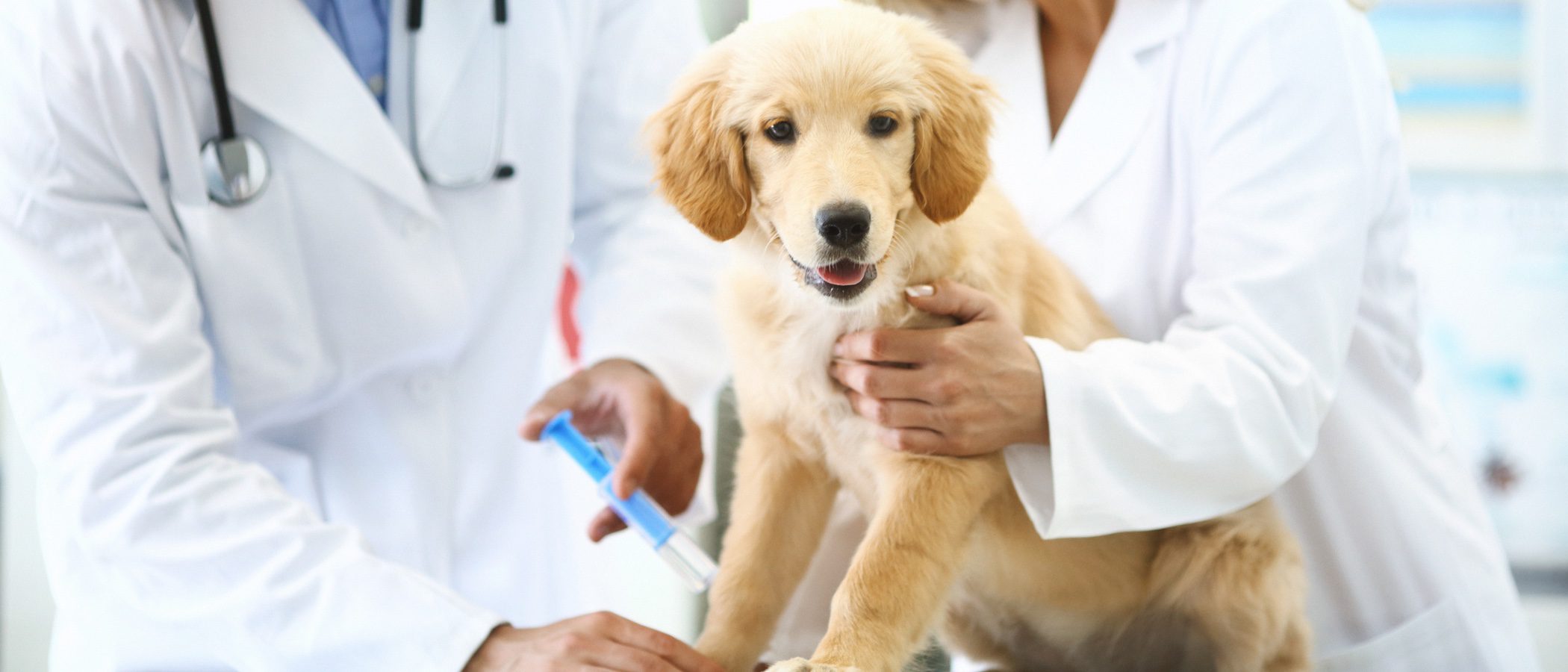 Los vacunas anuales para perros según la normativa
