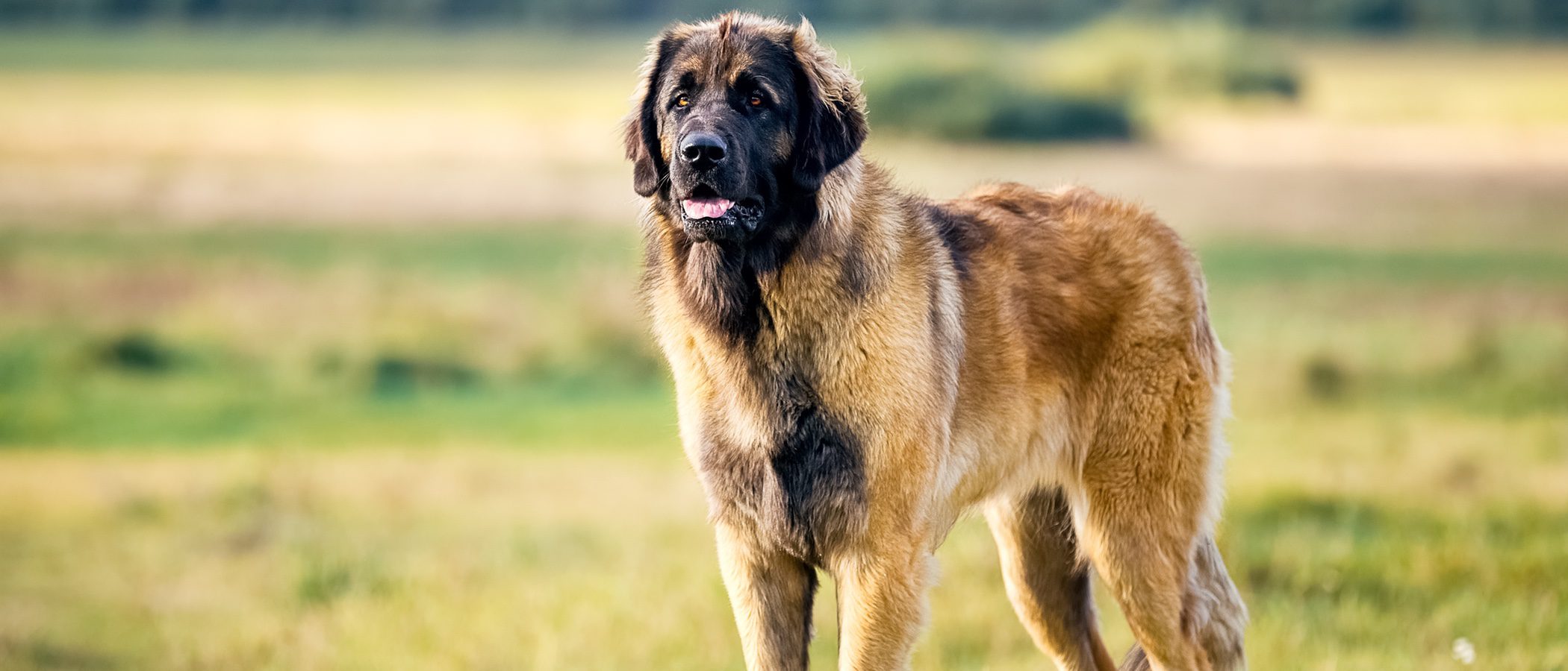 Las 10 razas de perros más grandes
