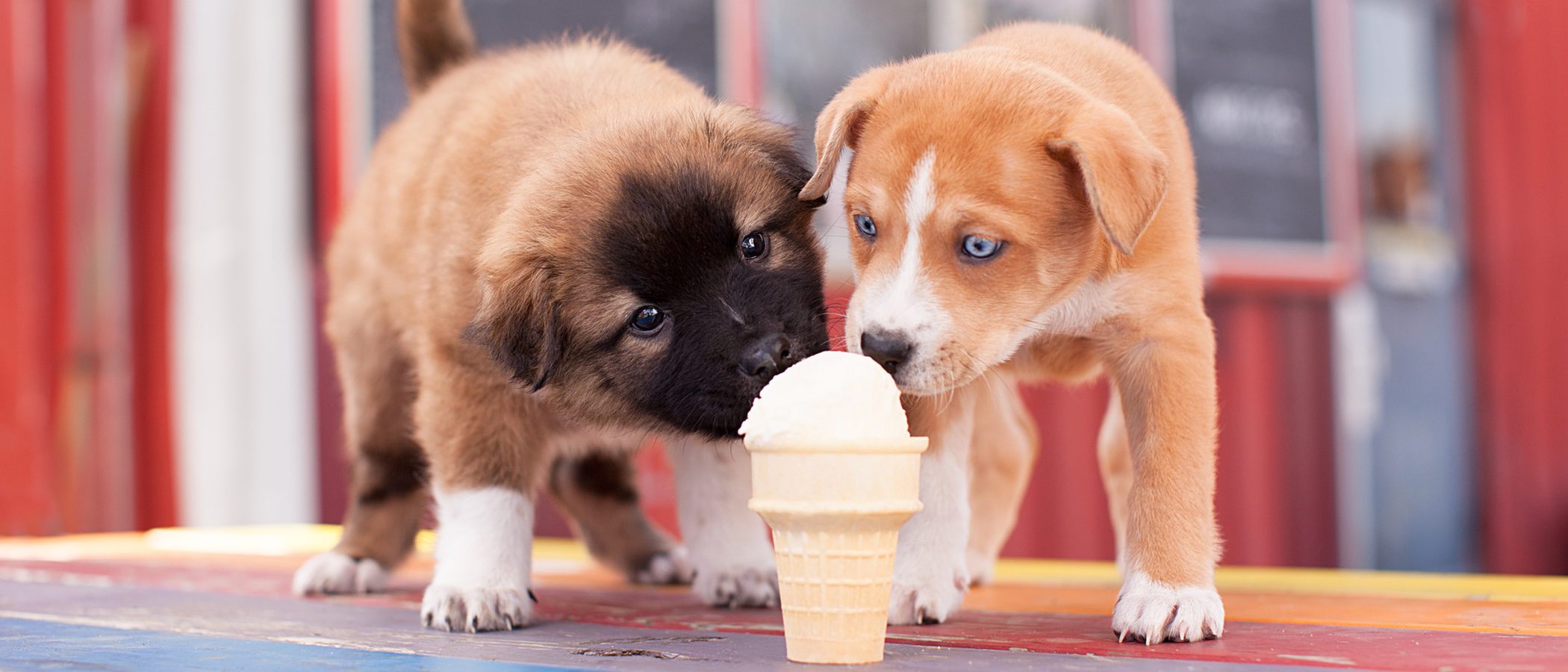 Receta de helado para perros