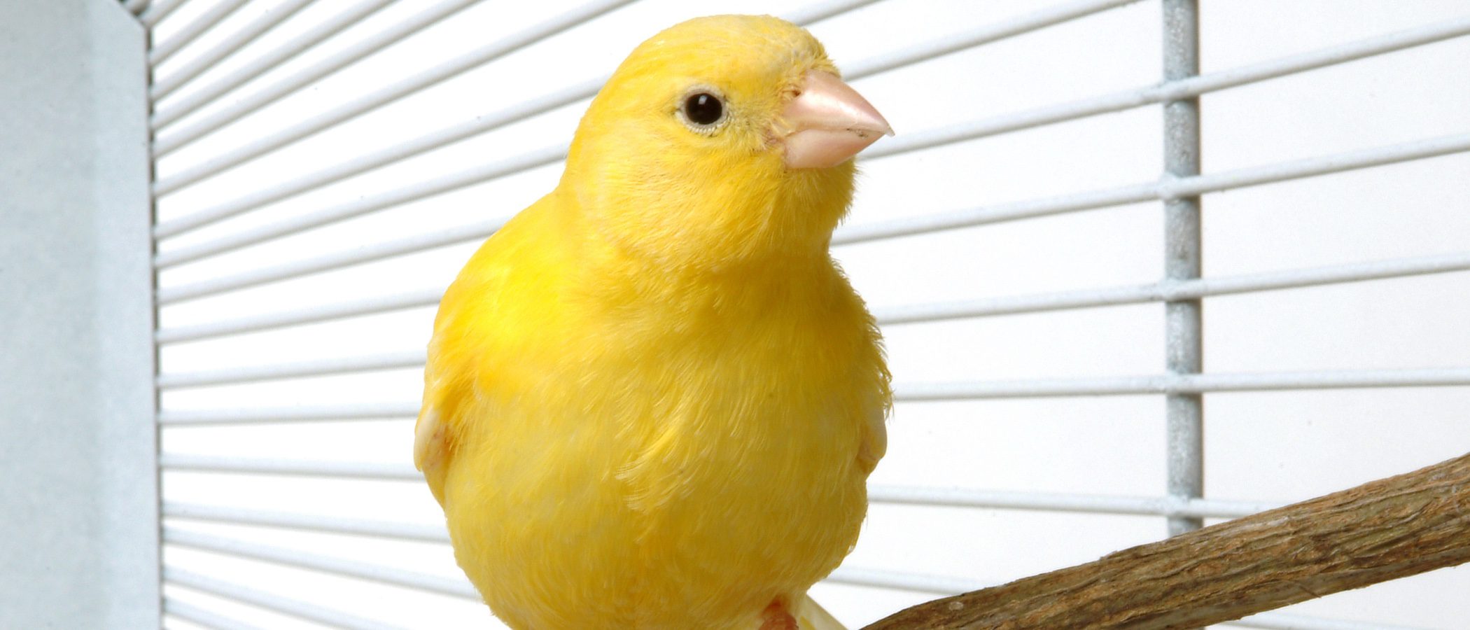 Los cuidados básicos para un canario