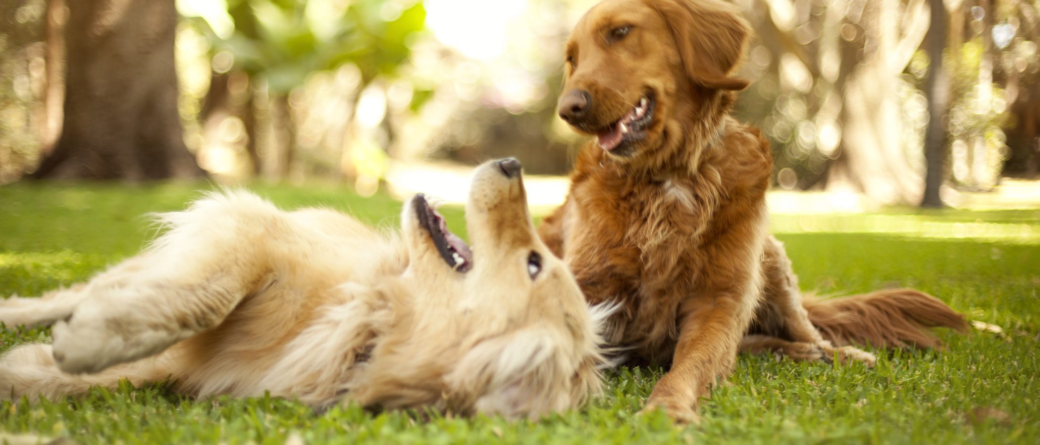 Celo en los perros: ¿Cuándo es el momento idóneo para la reproducción?