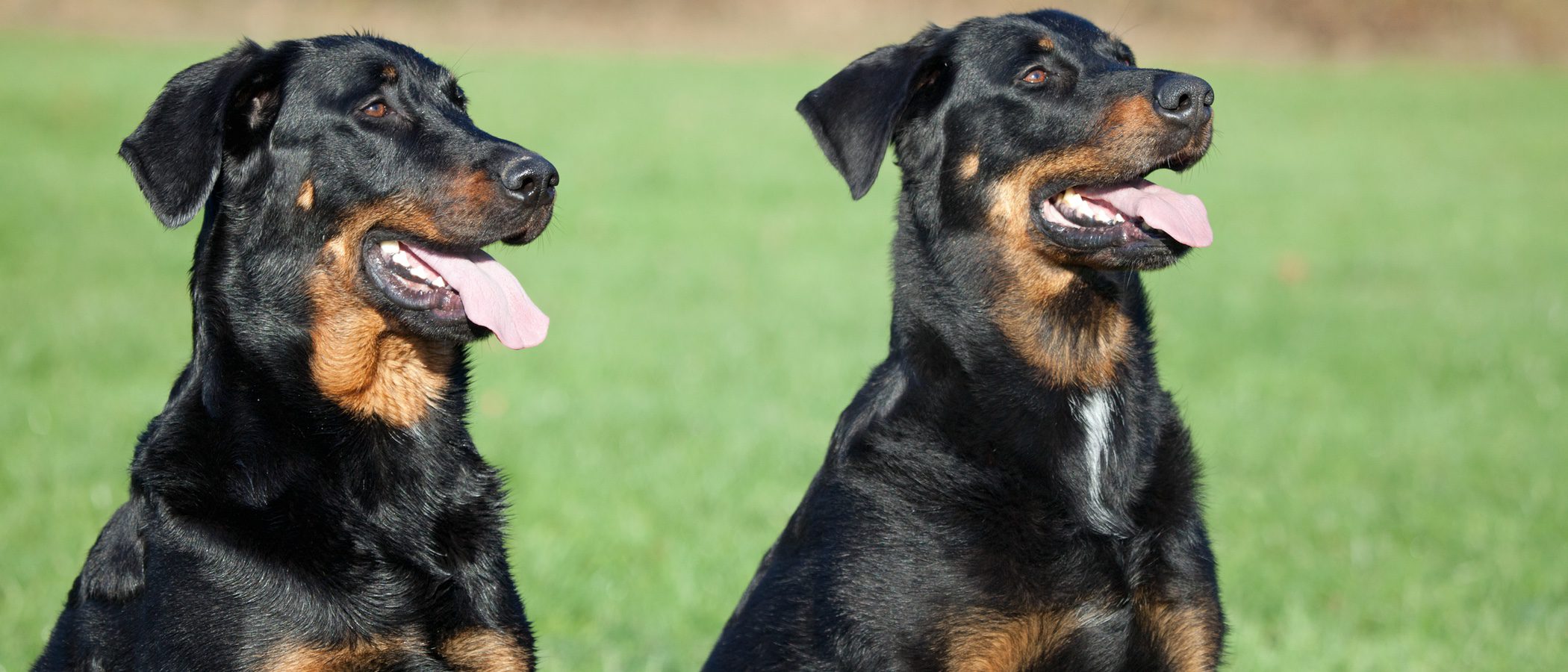 Razas de perros: Beauceron