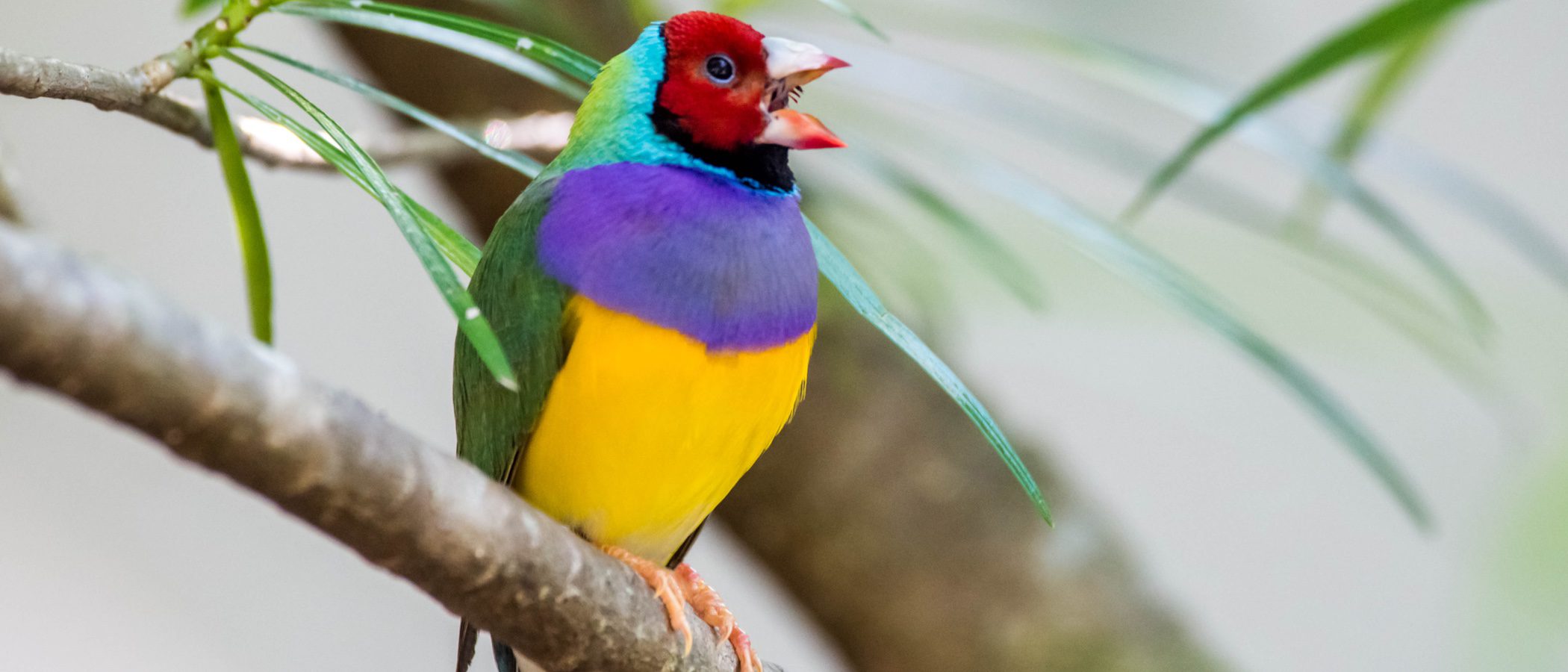 Diamante de Gould: conoce a esta ave exótica
