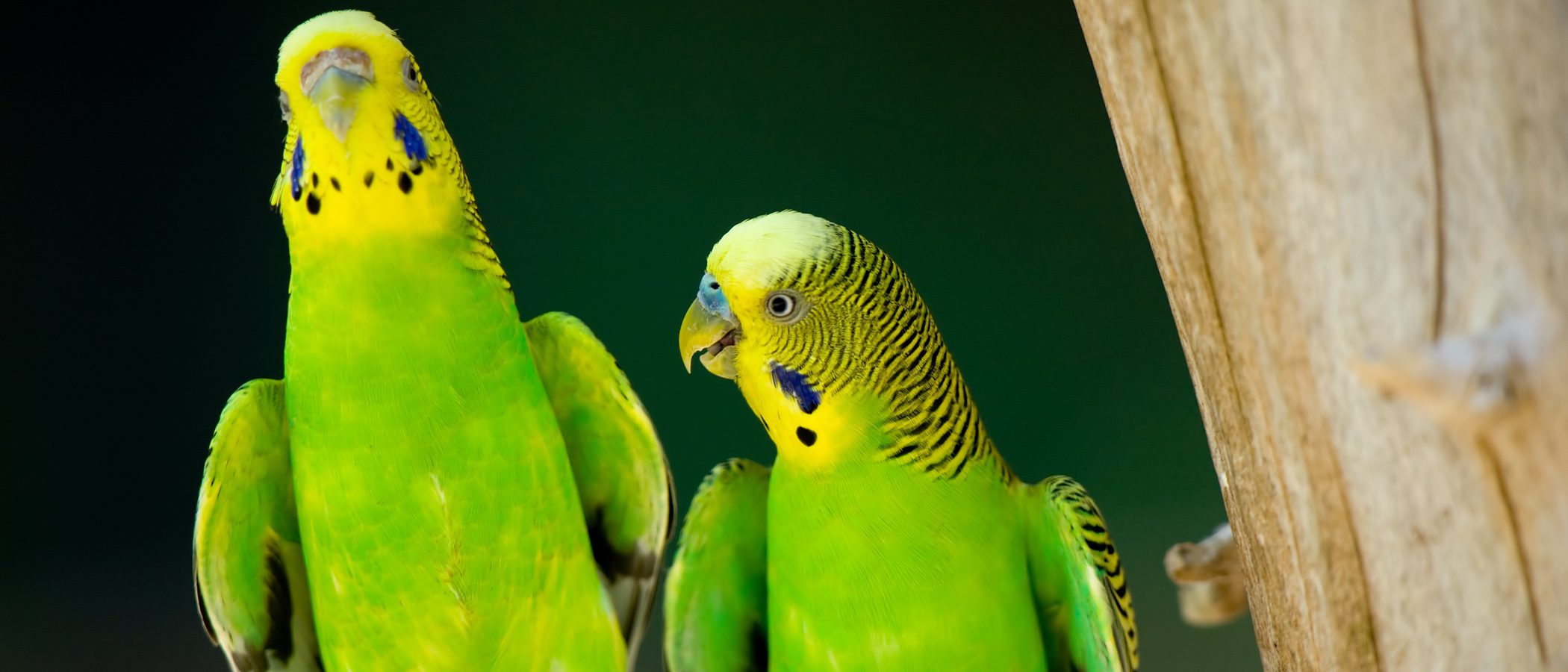 El periquito: Un pájaro fiel a su pareja de por vida