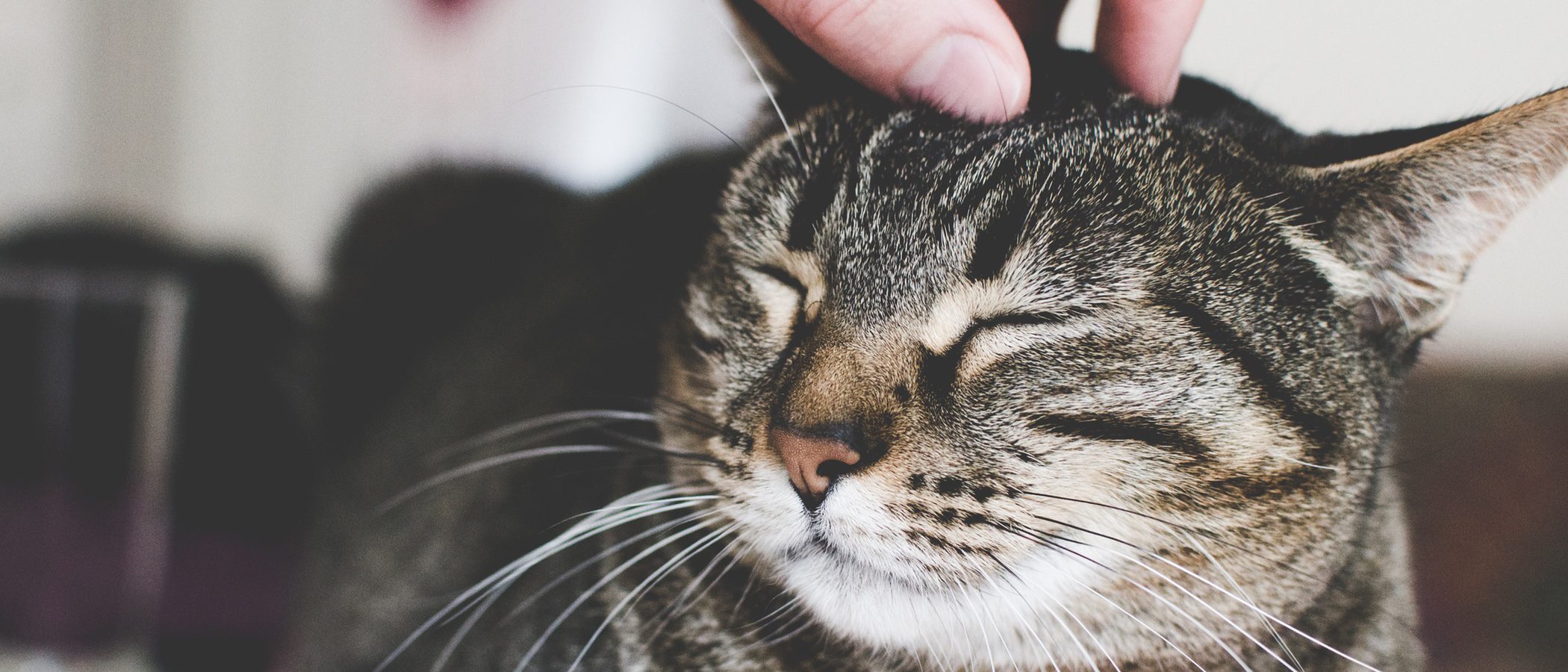 ¿Por qué levantan la cola los gatos cuando les acarician la espalda?