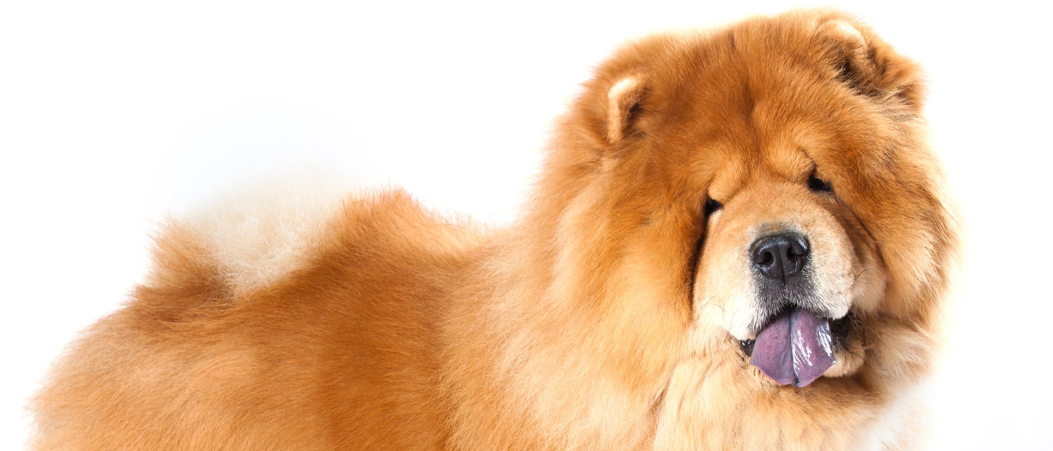 Chou Chou: conoce esta raza de perro