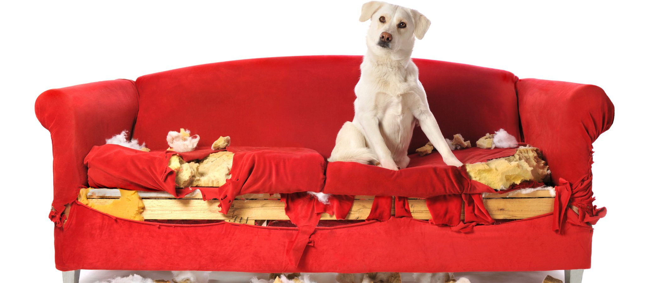 Mi perro tiene problemas de comportamiento compulsivo, ¿qué hago?
