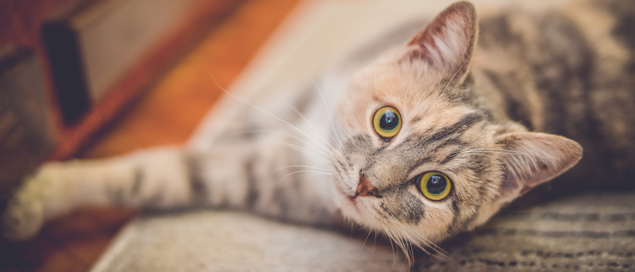 5 fantásticas películas que te harán amar a los gatos