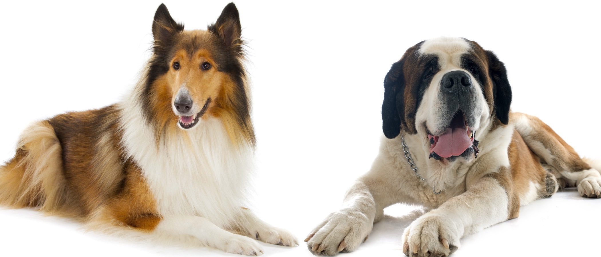 Los perros de cine que más nos han marcado