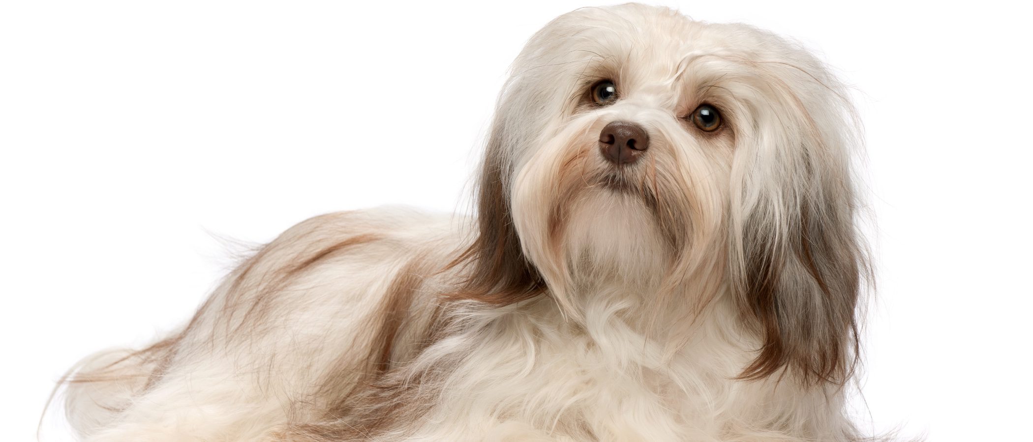 Bichón habanero: conoce esta raza de perro
