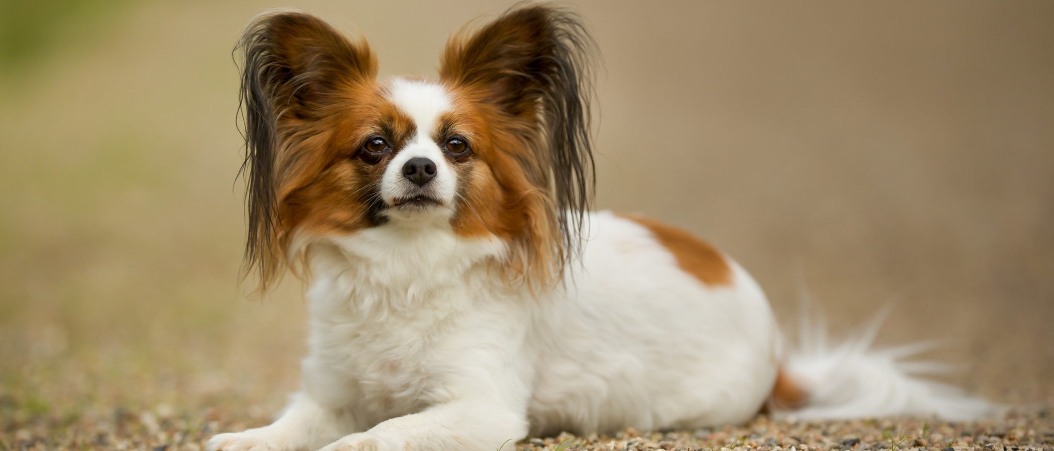 ¿Conoces al Papillón? descubre esta raza de perro