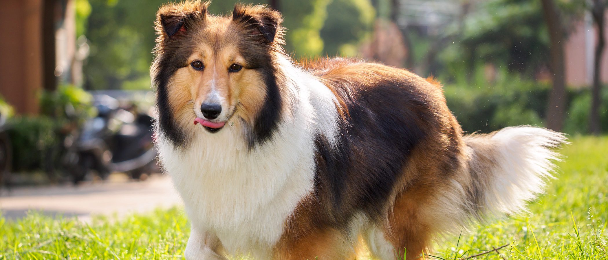 Razas de perros: Pastor de las islas Shetland