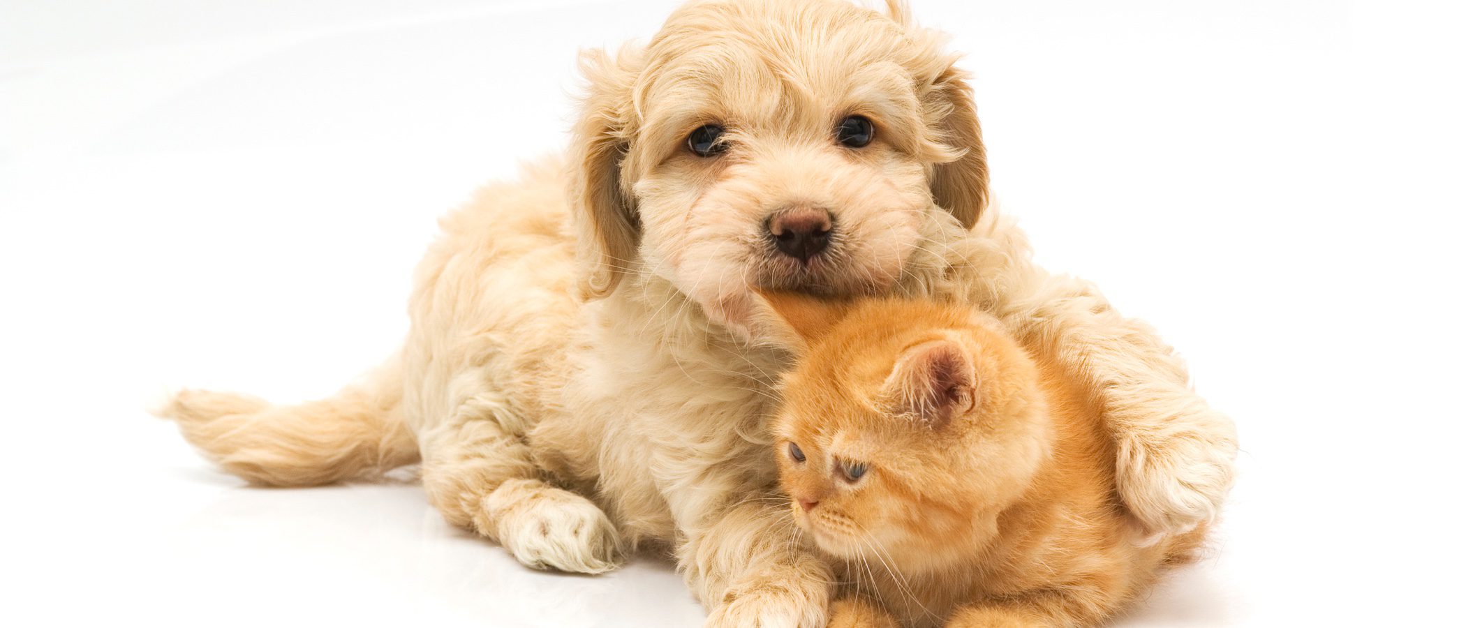 ¿Perro o gato, qué es mejor como mascota?