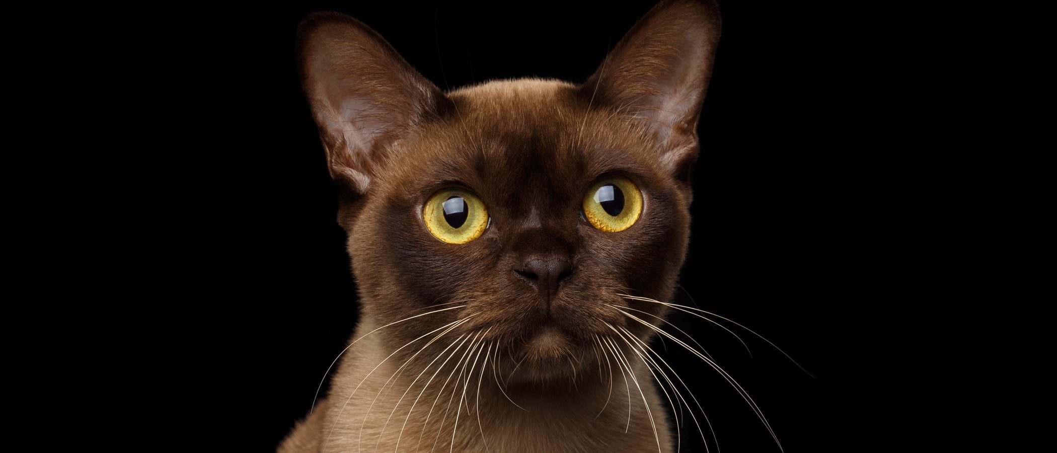Burmés: Descubre todo sobre esta raza de felino