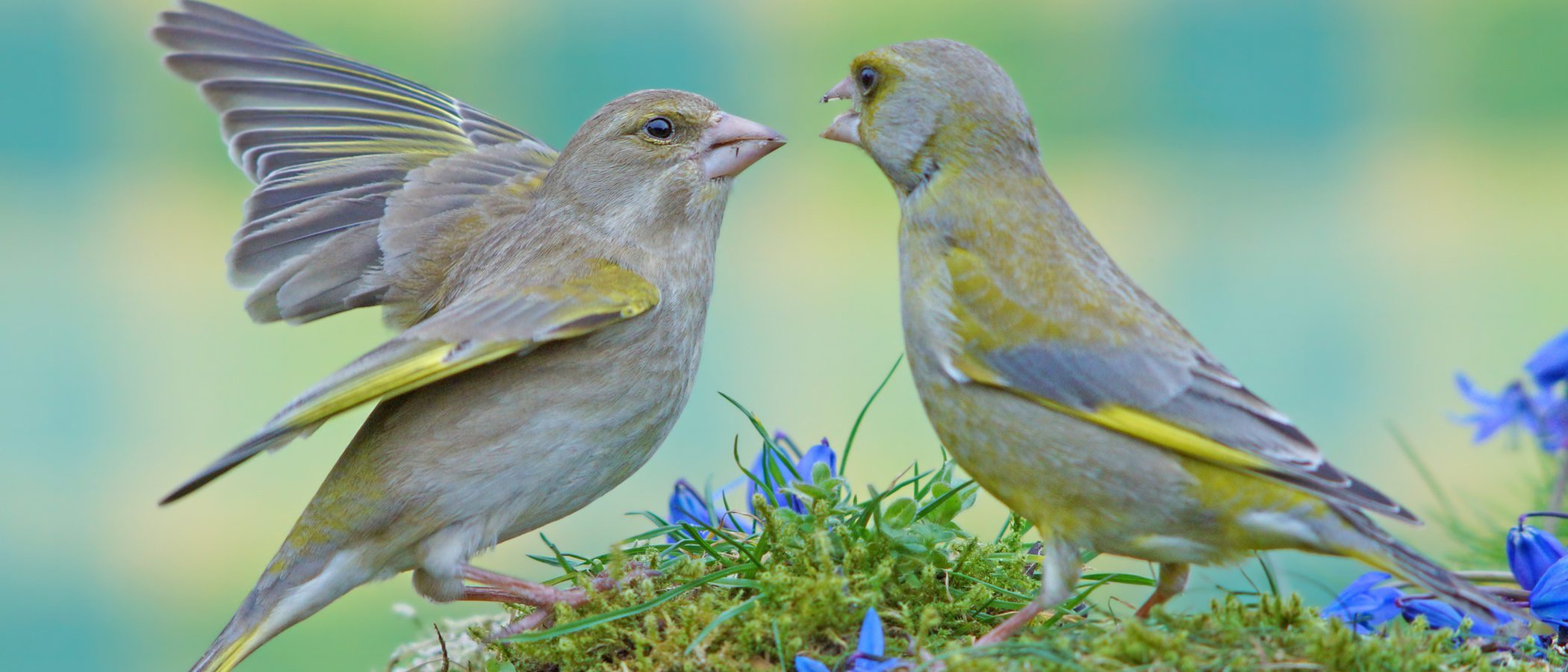 Verderón: conoce este tipo de pájaro
