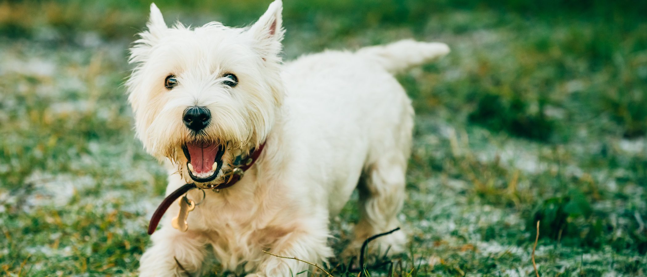 Razas de perros: Westie
