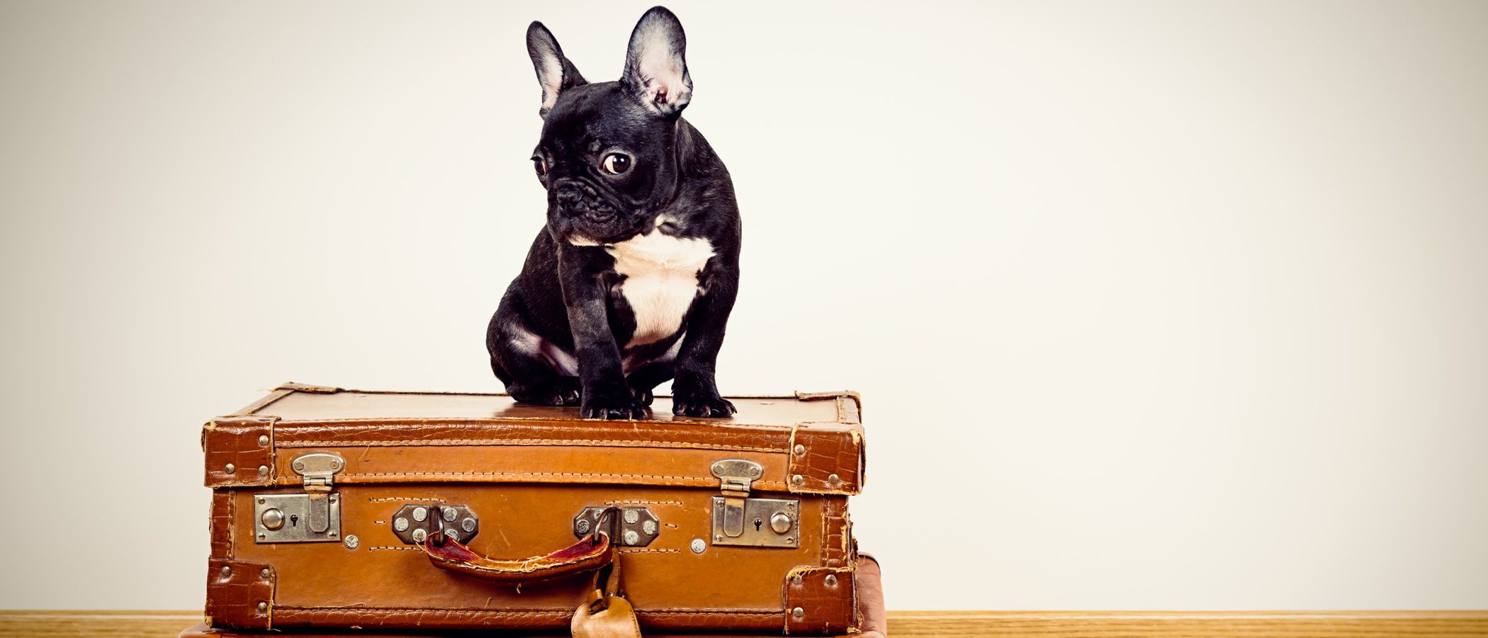 Me mudo de país: ¿Cómo afectará el cambio de clima a mi perro?