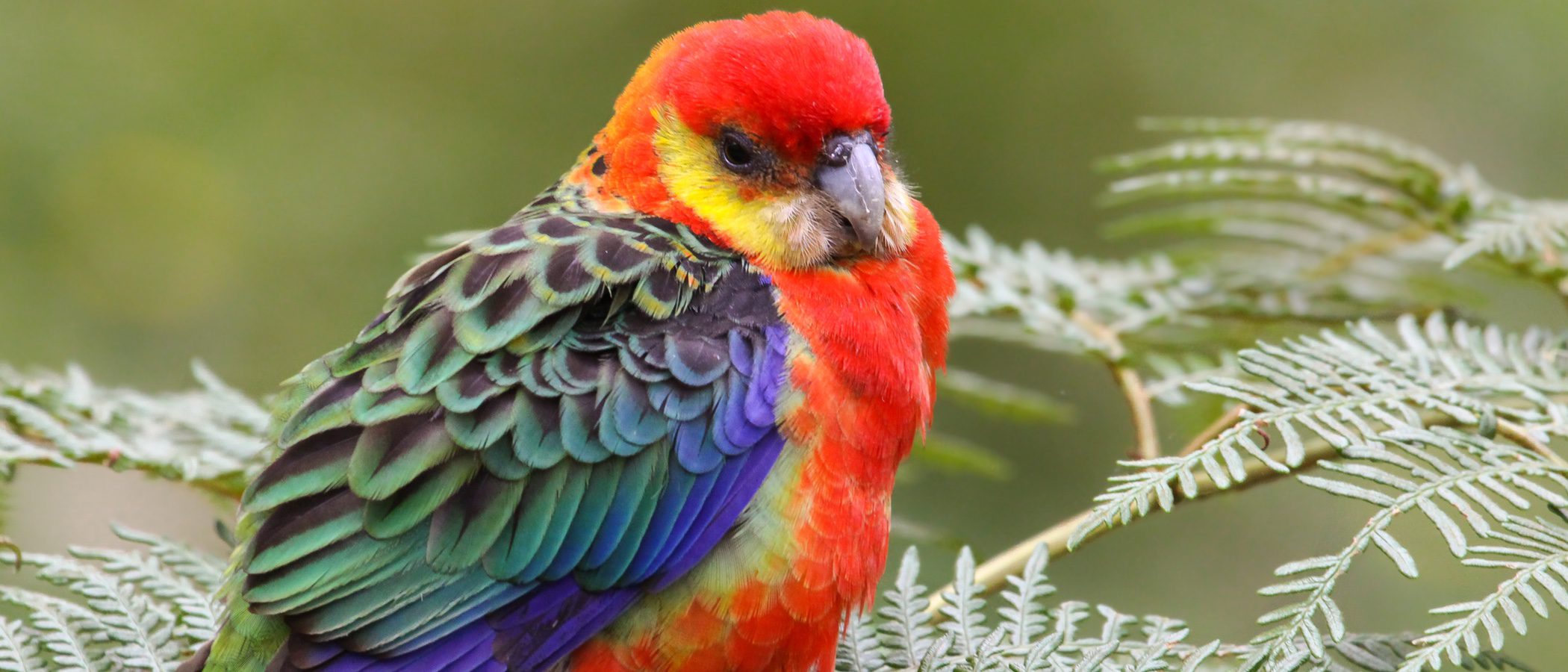 Rosella: un loro multicolor