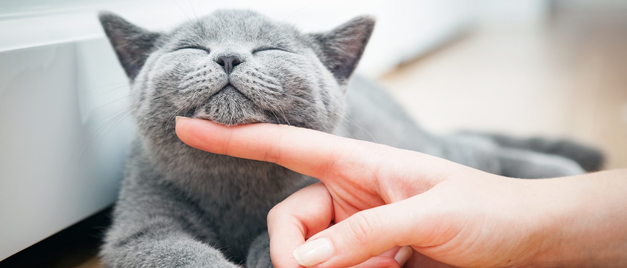¿Conoces la anatomía de tu gato? Descubre las particularidades de este animal doméstico