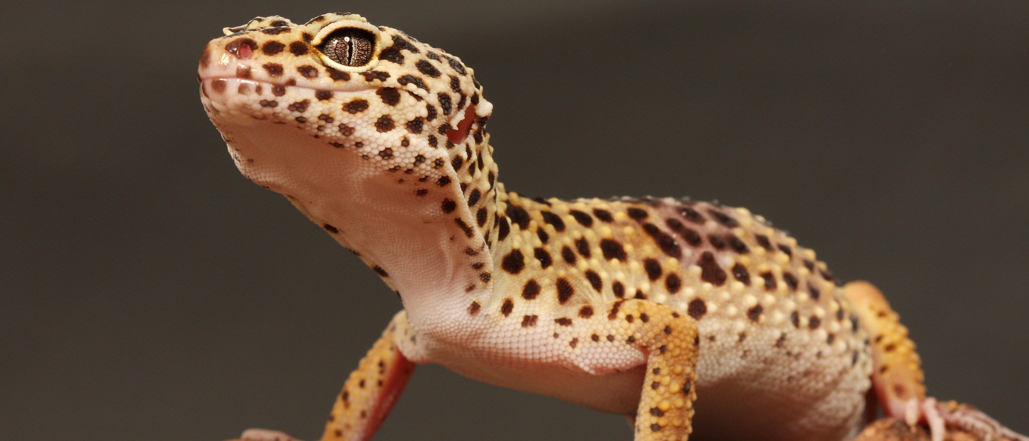 Gecko leopardo: descubre a este pequeño reptil doméstico