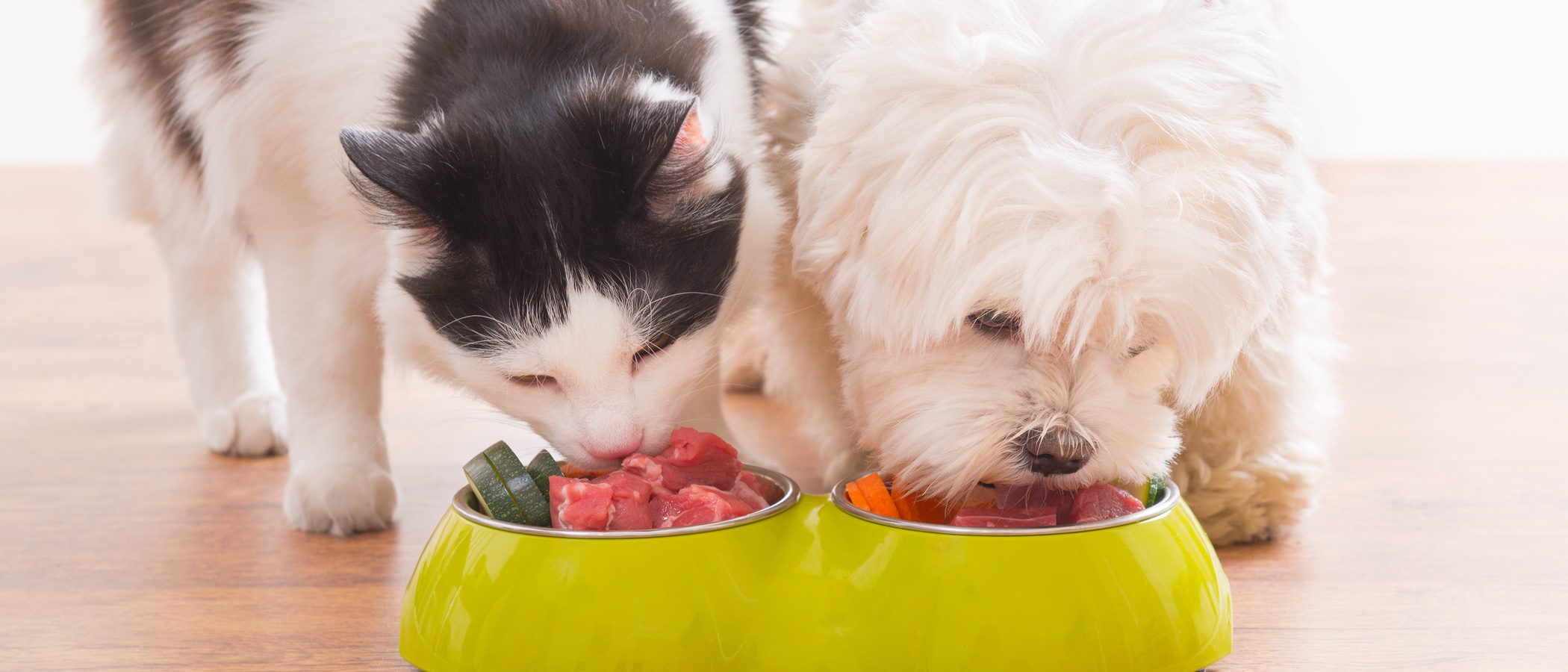 Qué le doy a mi mascota, ¿pienso o comida de 'humanos'?