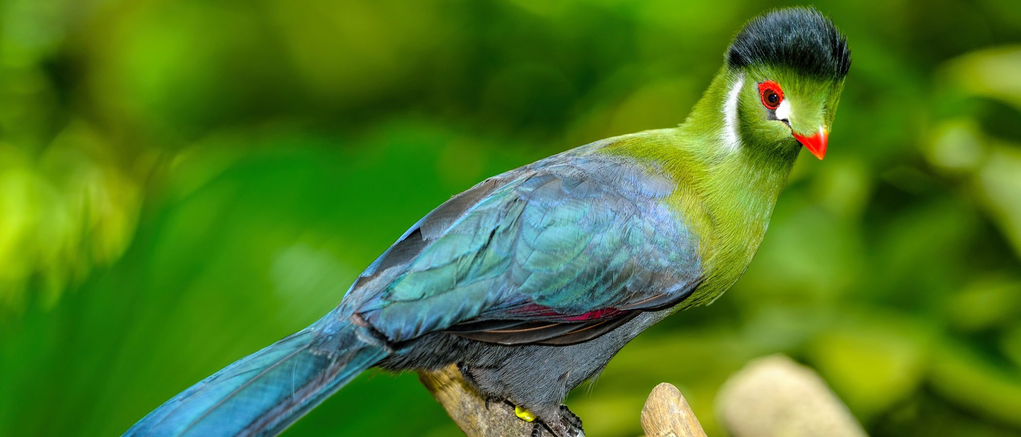 Turaco: un peculiar pajarillo africano