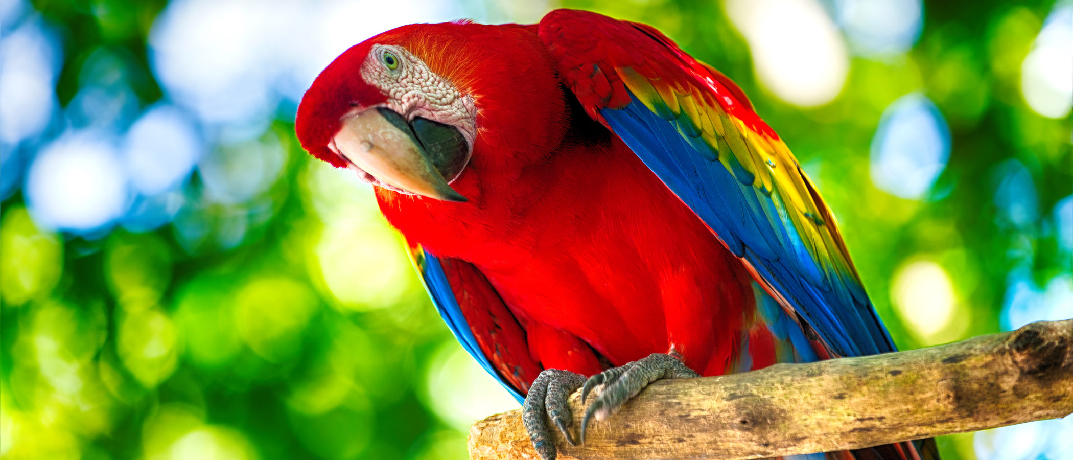 Guacamayo: colorido y parlanchín