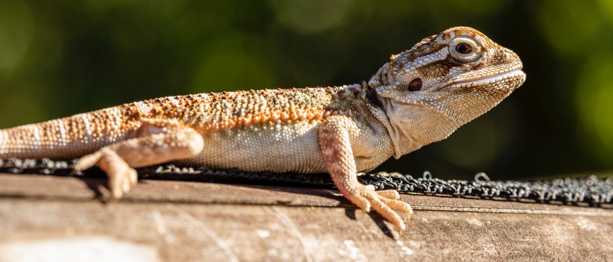 ¿Qué debemos saber antes de comprar un reptil?