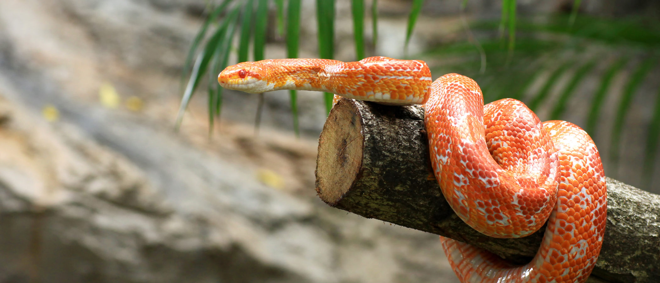 Serpiente de maíz: los cultivos, su lugar preferido