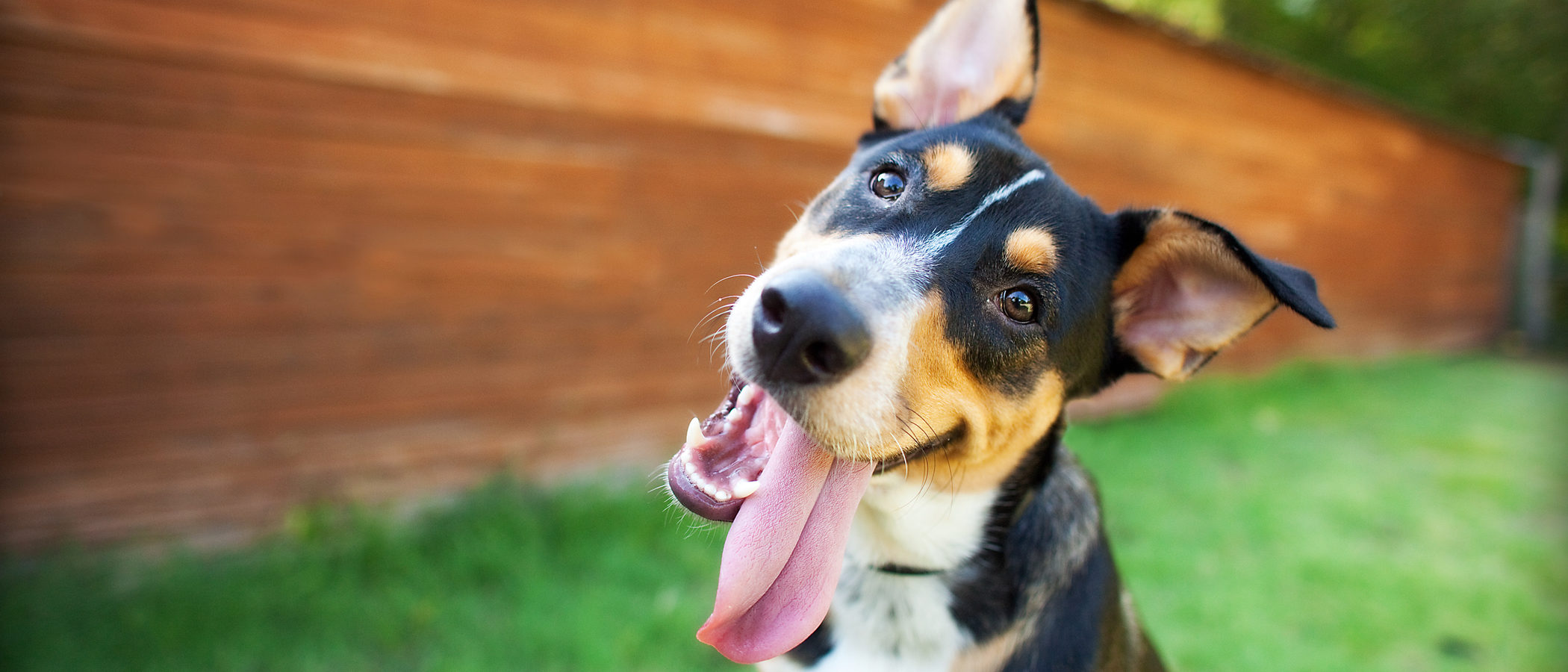 Cómo elegir el nombre de tu perro, ¿tú tampoco sabes cuál?