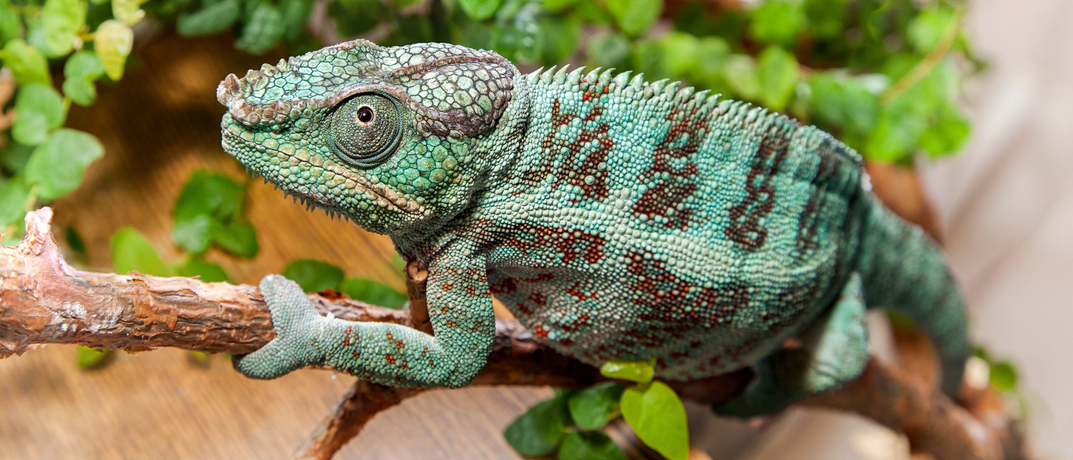 ¿Puedo juntar diferentes reptiles en el mismo terrario?