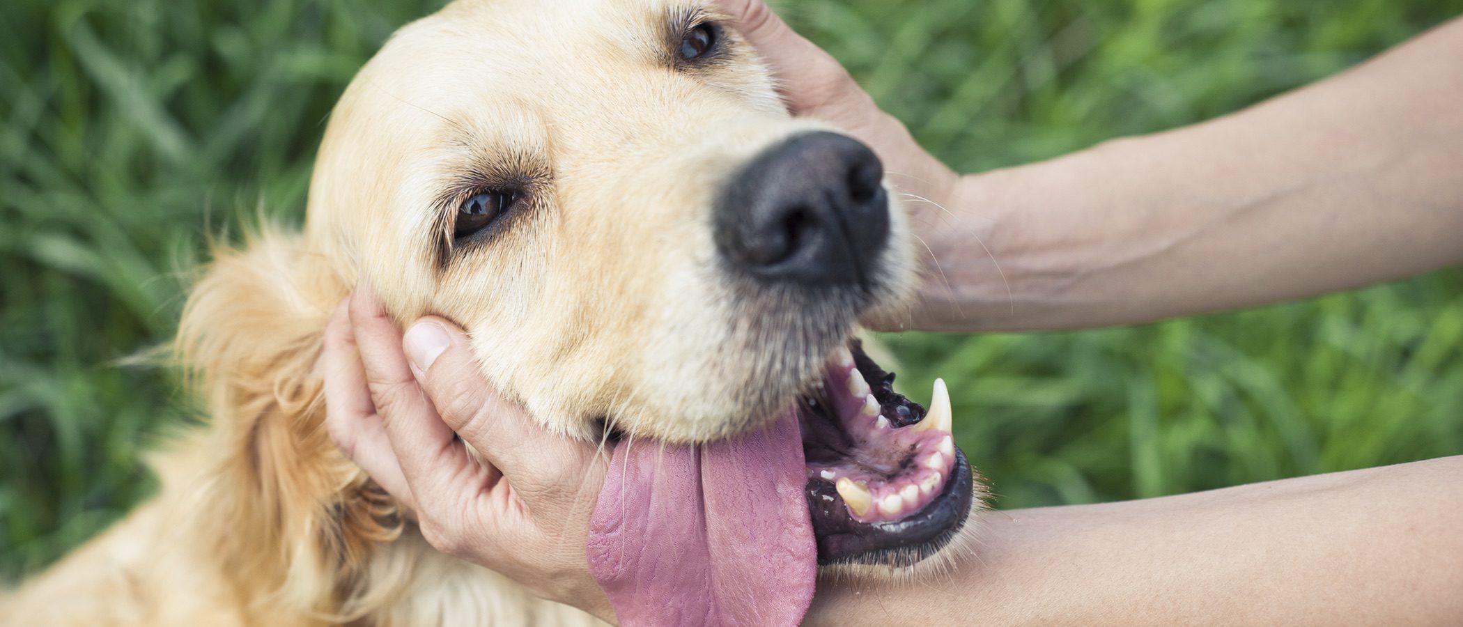 Gadgets para mascotas, ¿sabías que existían tantas cosas?