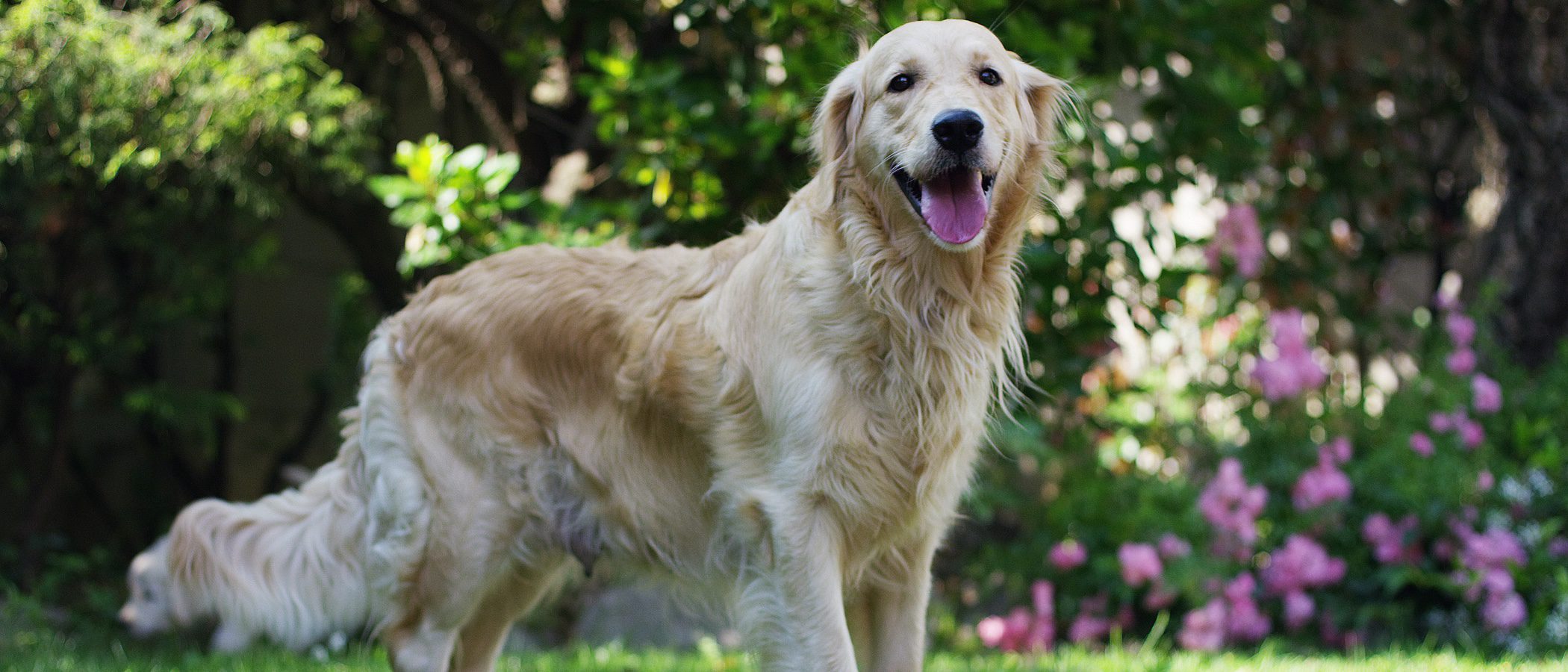 Los perros grandes que menos pelos sueltan