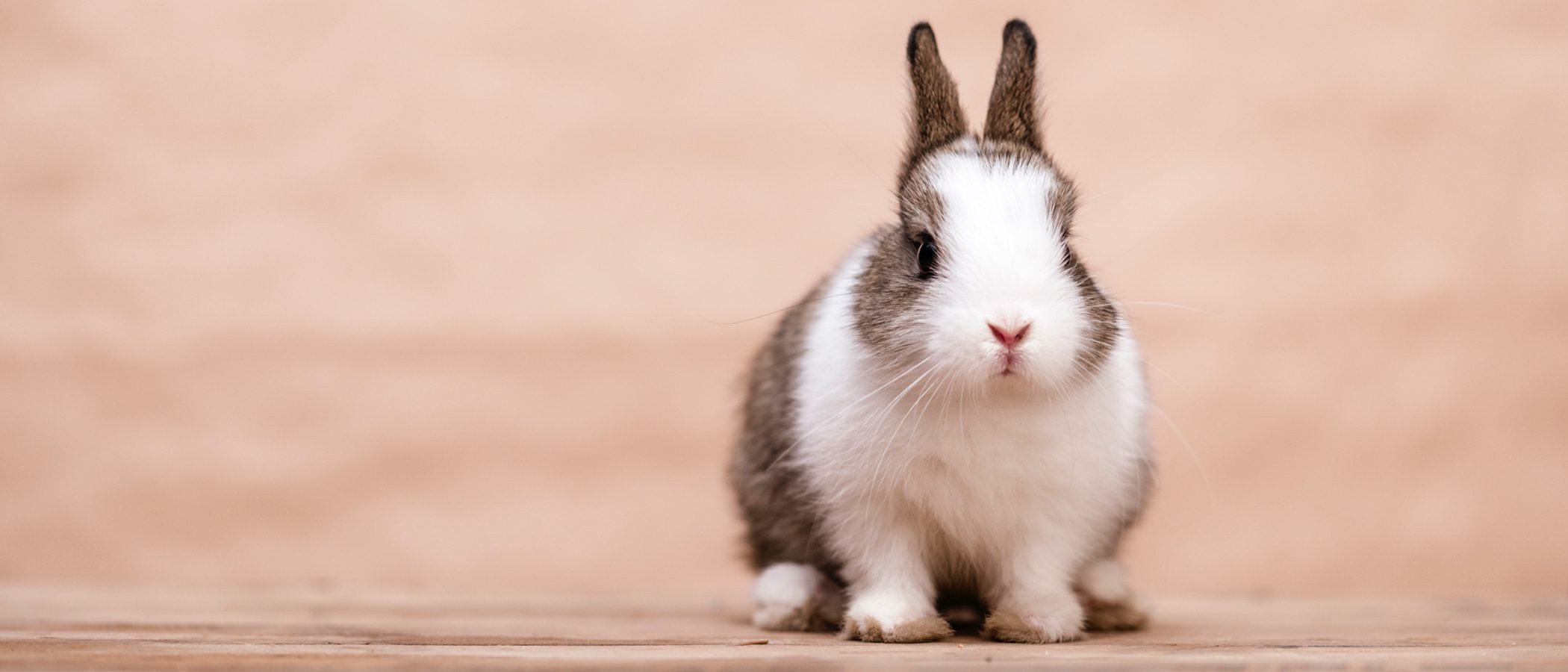 Cómo elegir el nombre de tu conejo