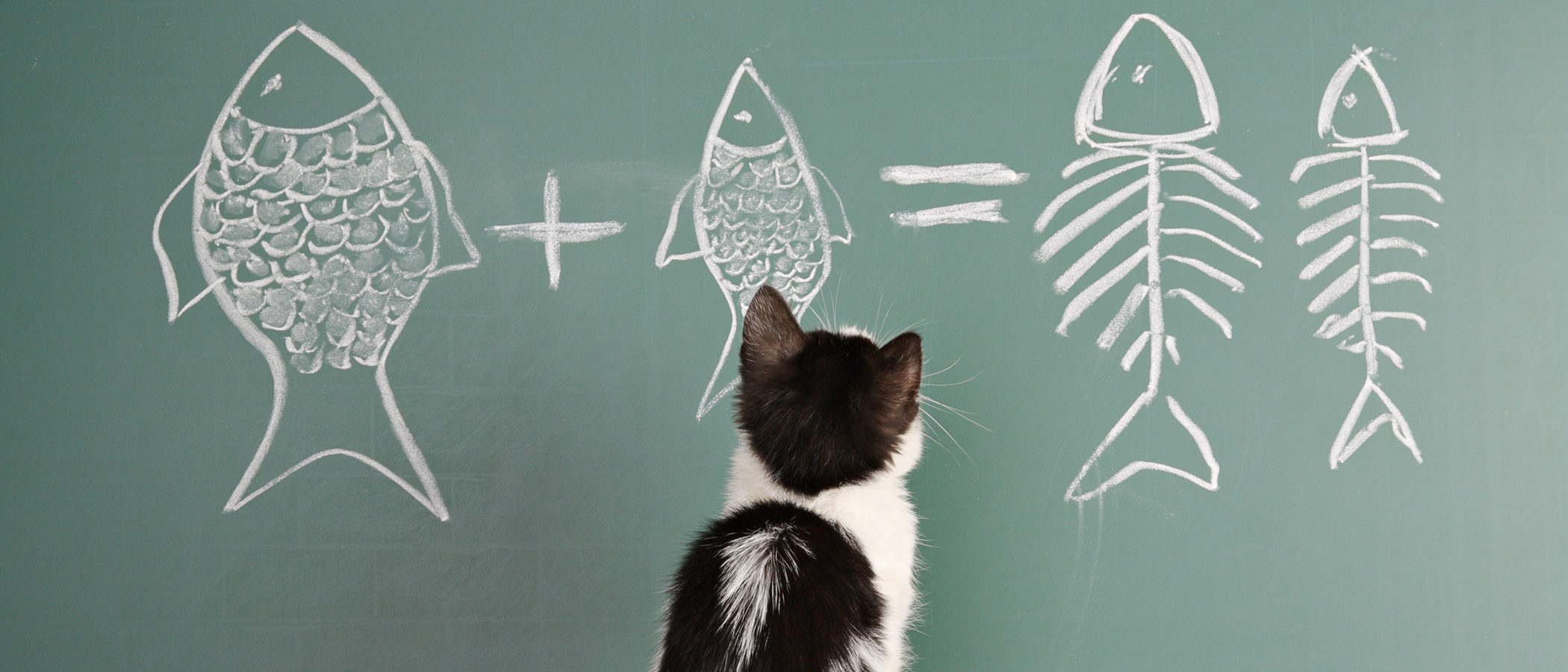 ¿Cómo adiestrar a un gato?
