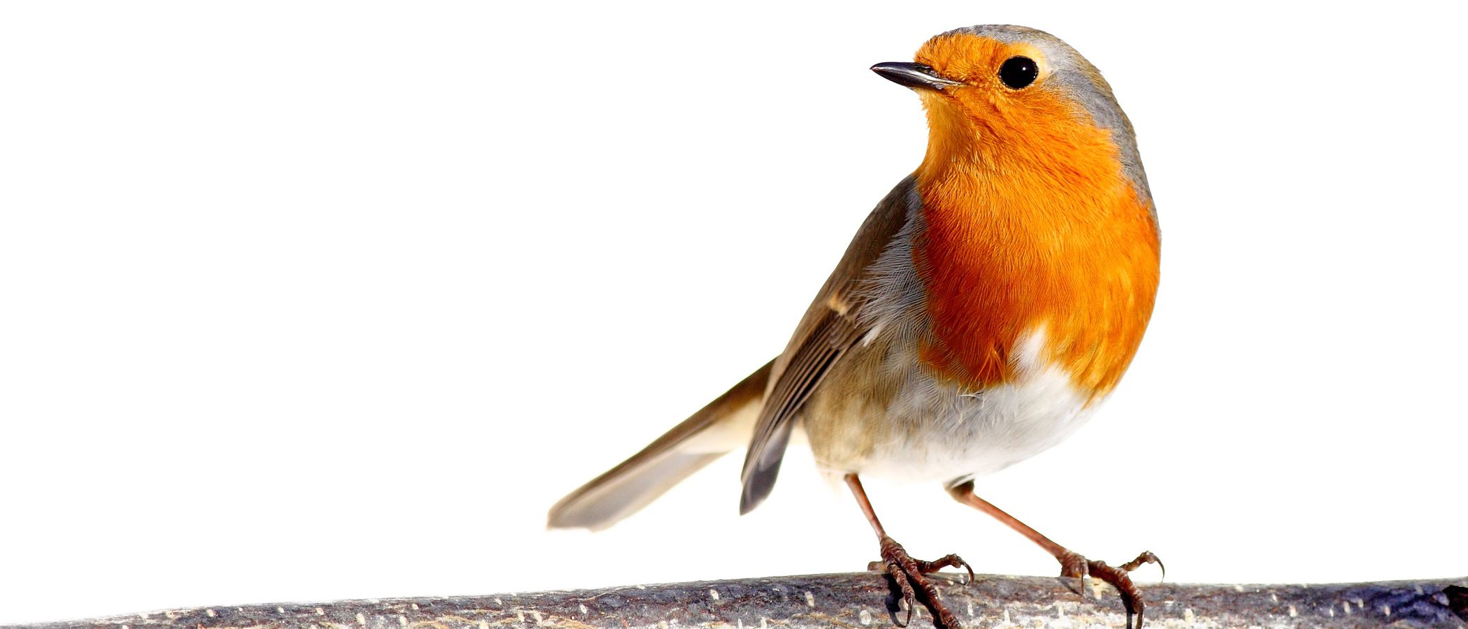 Las enfermedades más comunes en los pájaros