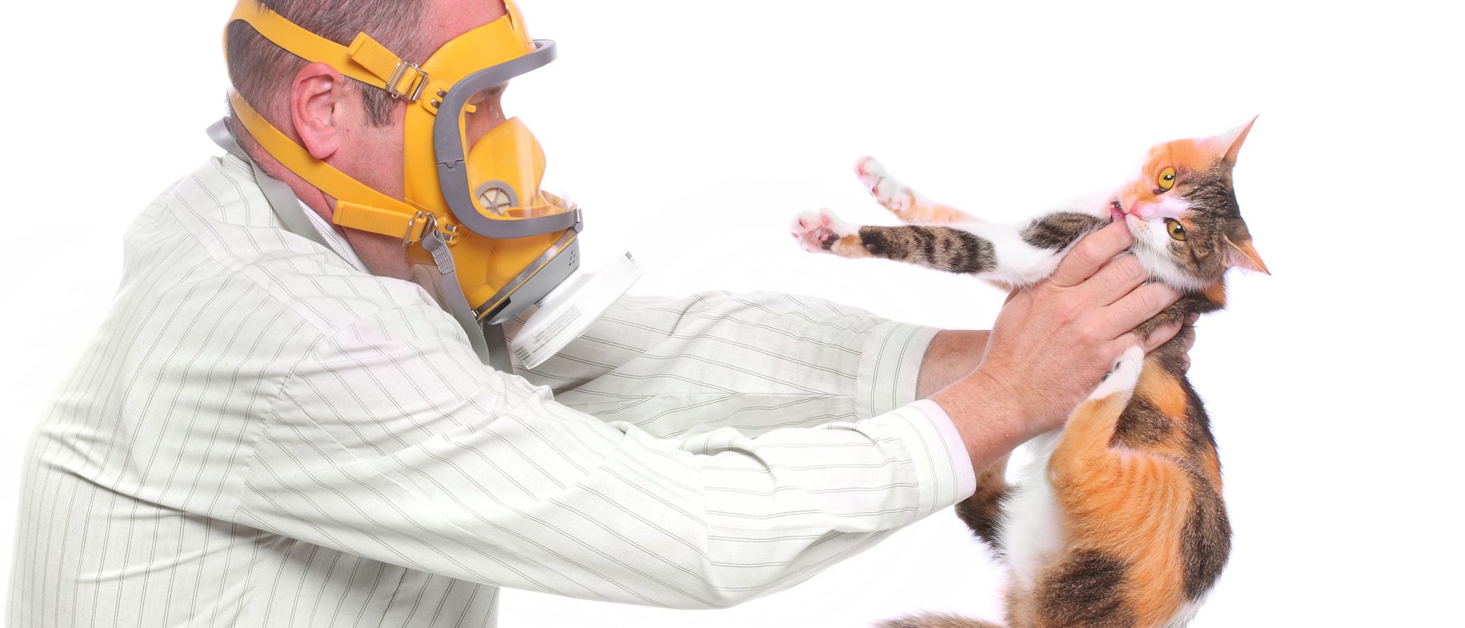 Cómo vivir con alergia al gato