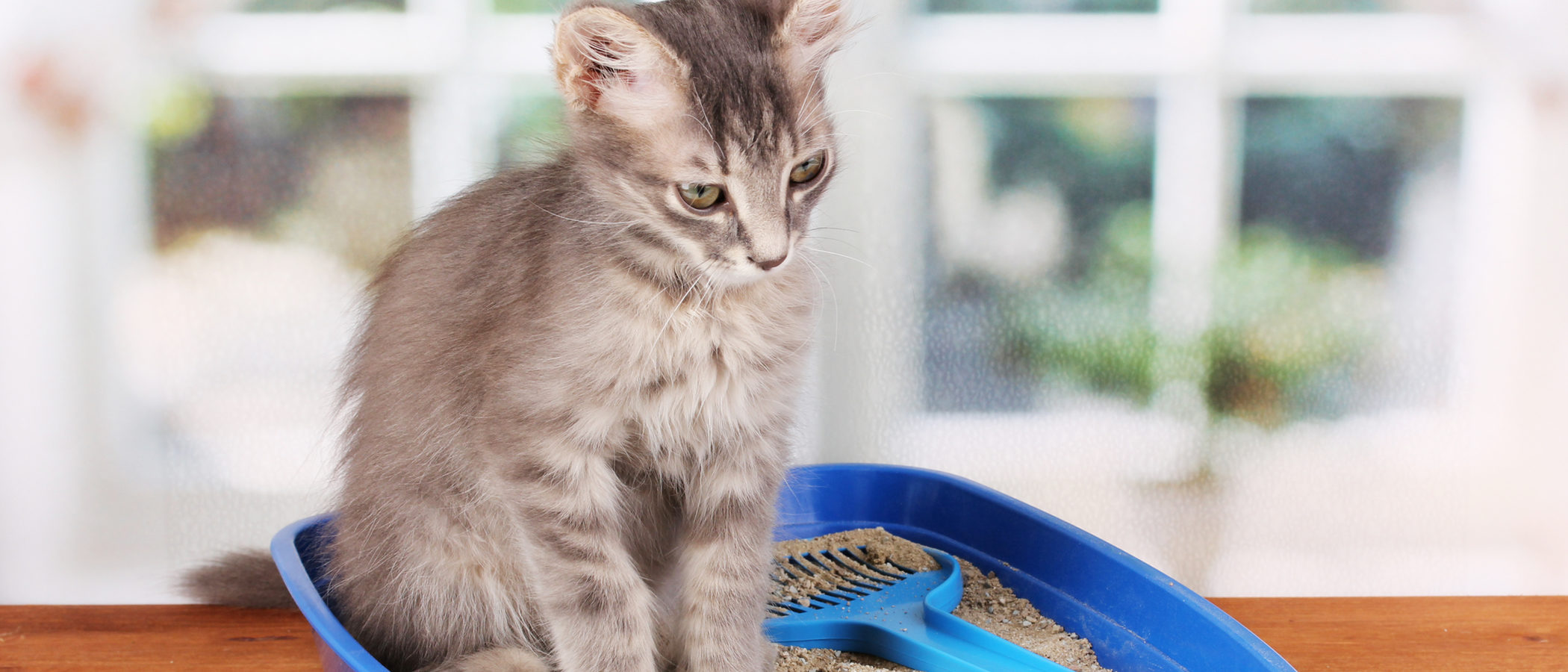 ¿No sabes qué arena usar para tu gato? Éstas son algunas