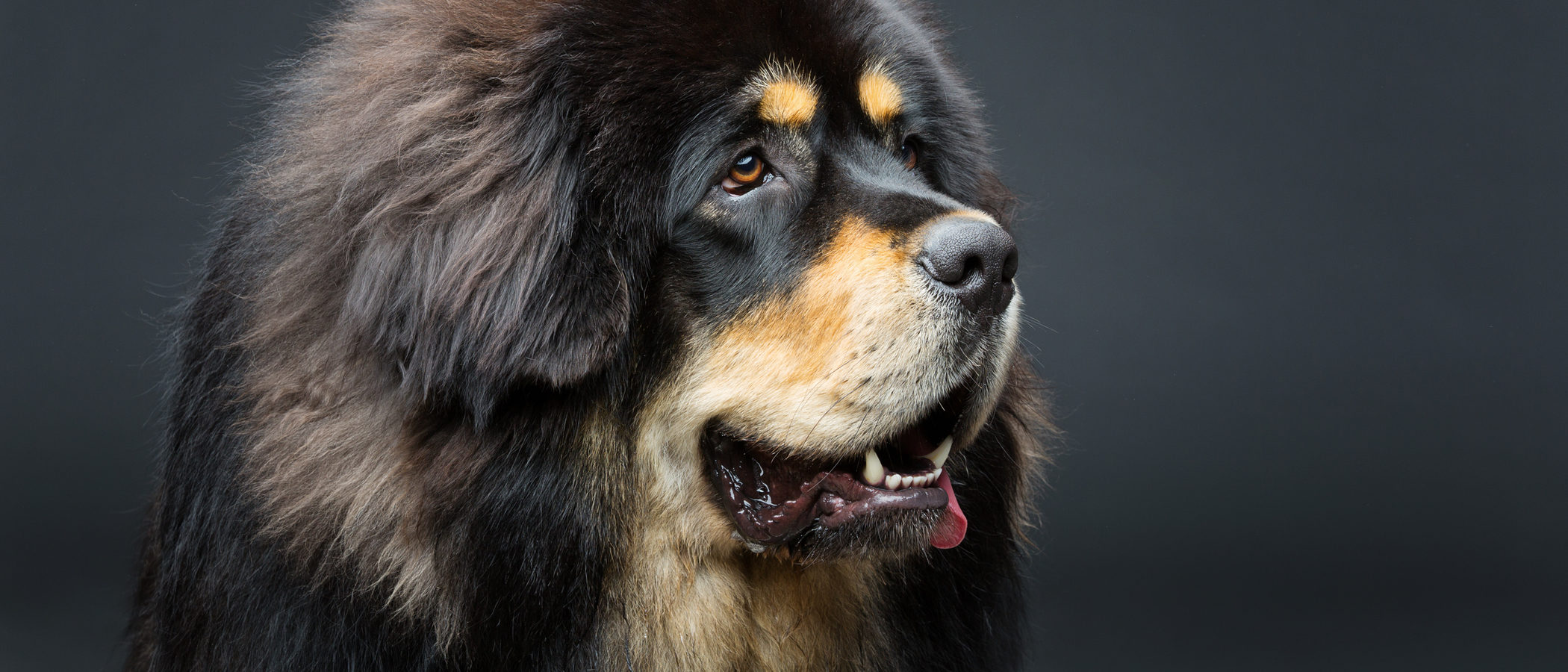 ¿Cuál es el perro más caro del mundo?