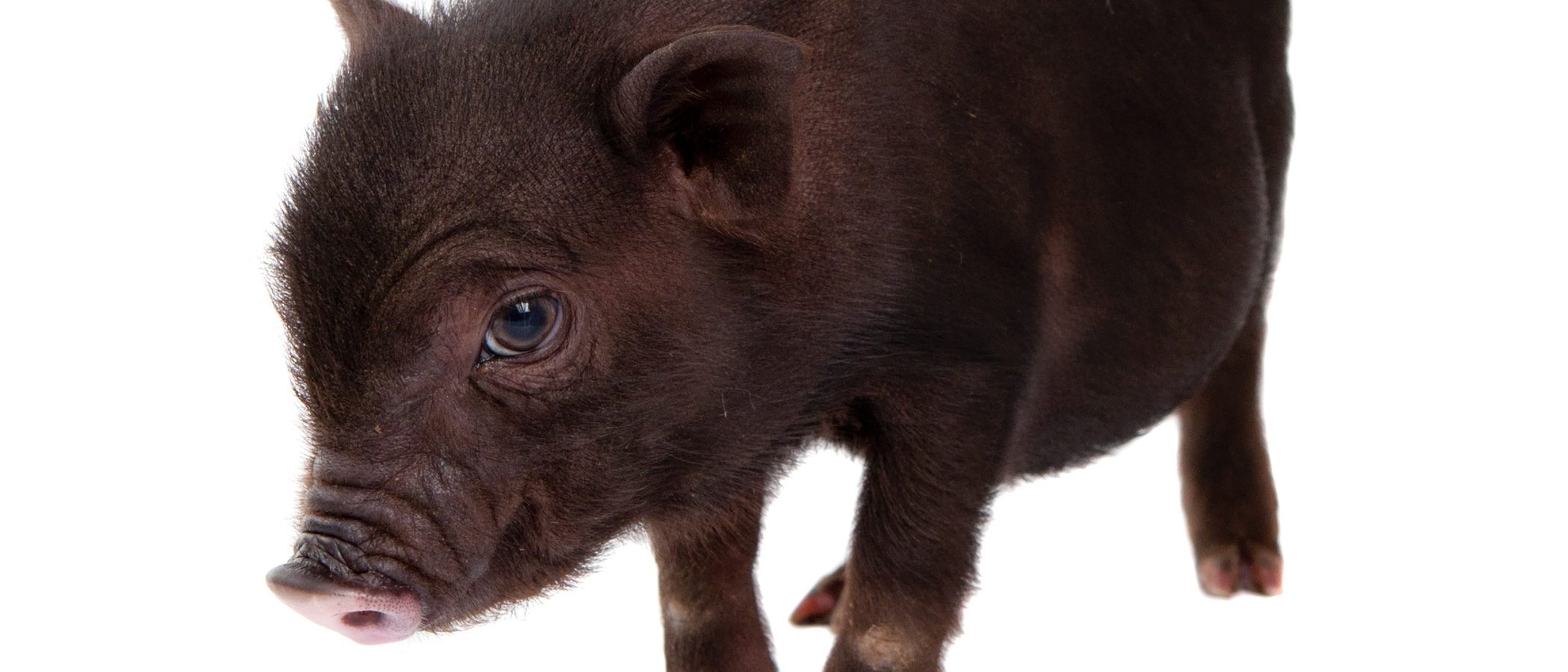 Conoce en profundidad al cerdo vietnamita