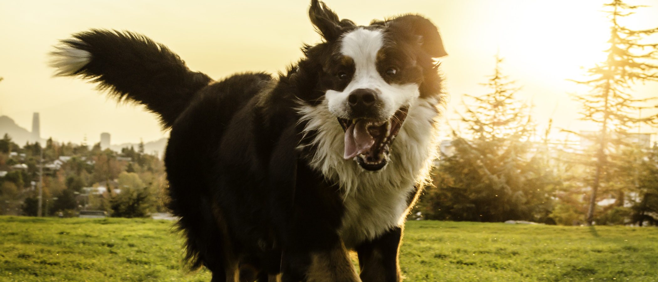 Boyero de Berna: conoce todo sobre esta raza de perro